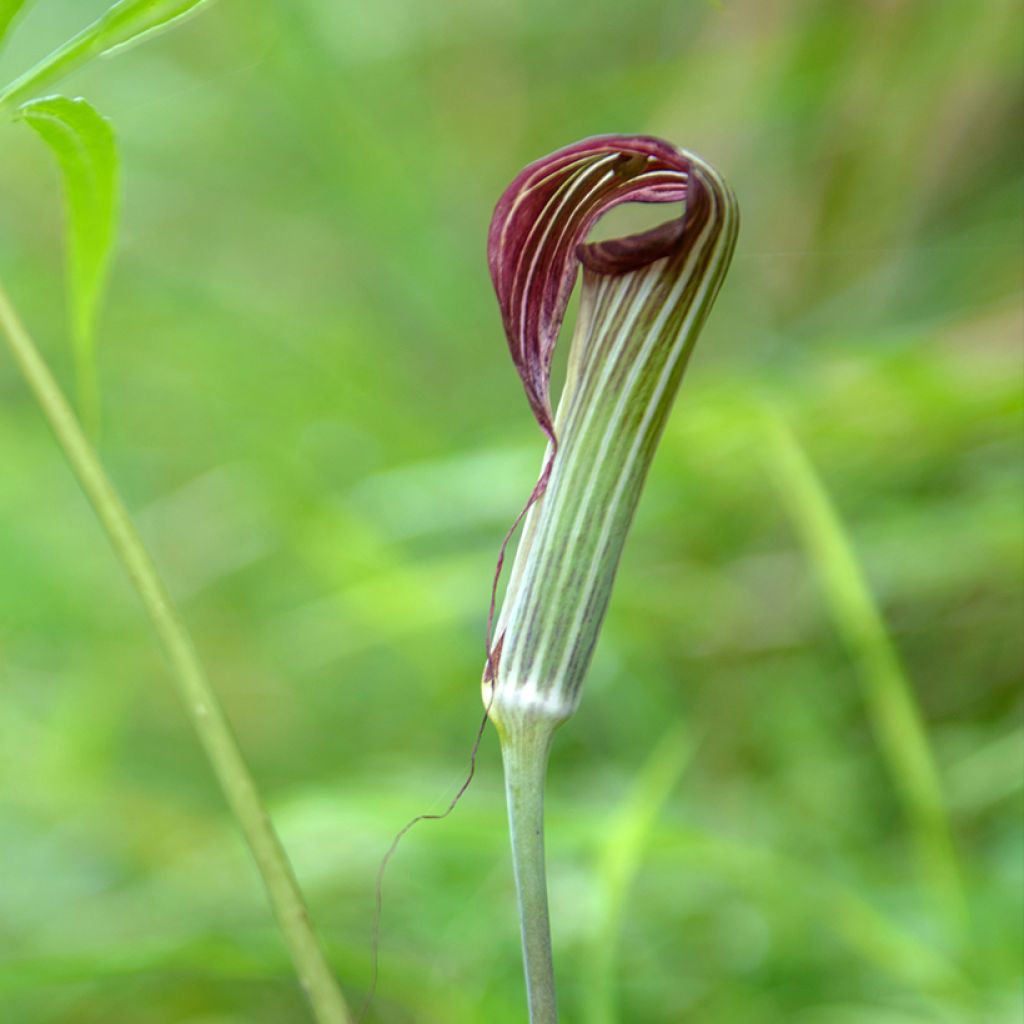 Arisaema erubescens - Cobralelie