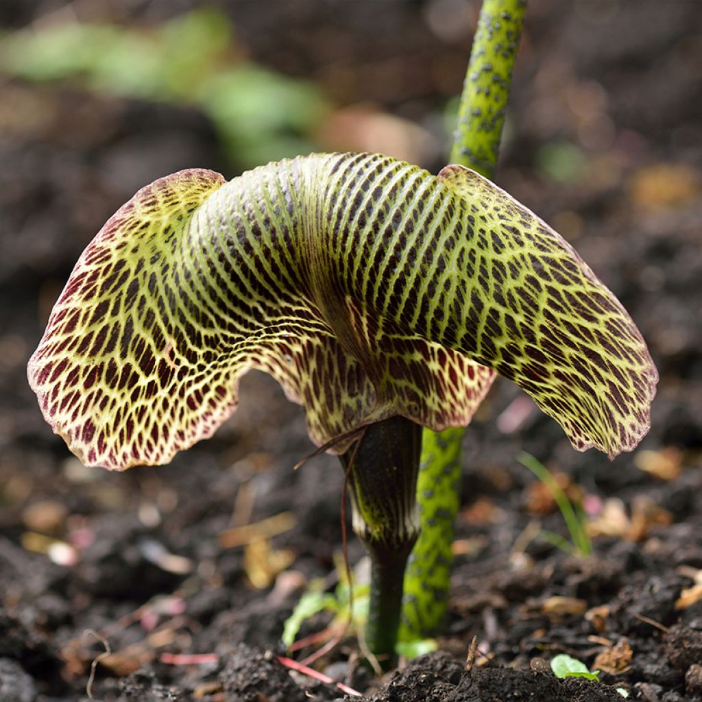 Arisaema griffithii - Cobralelie