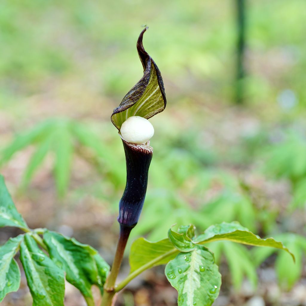 Arisaema sikokianum - Cobralelie