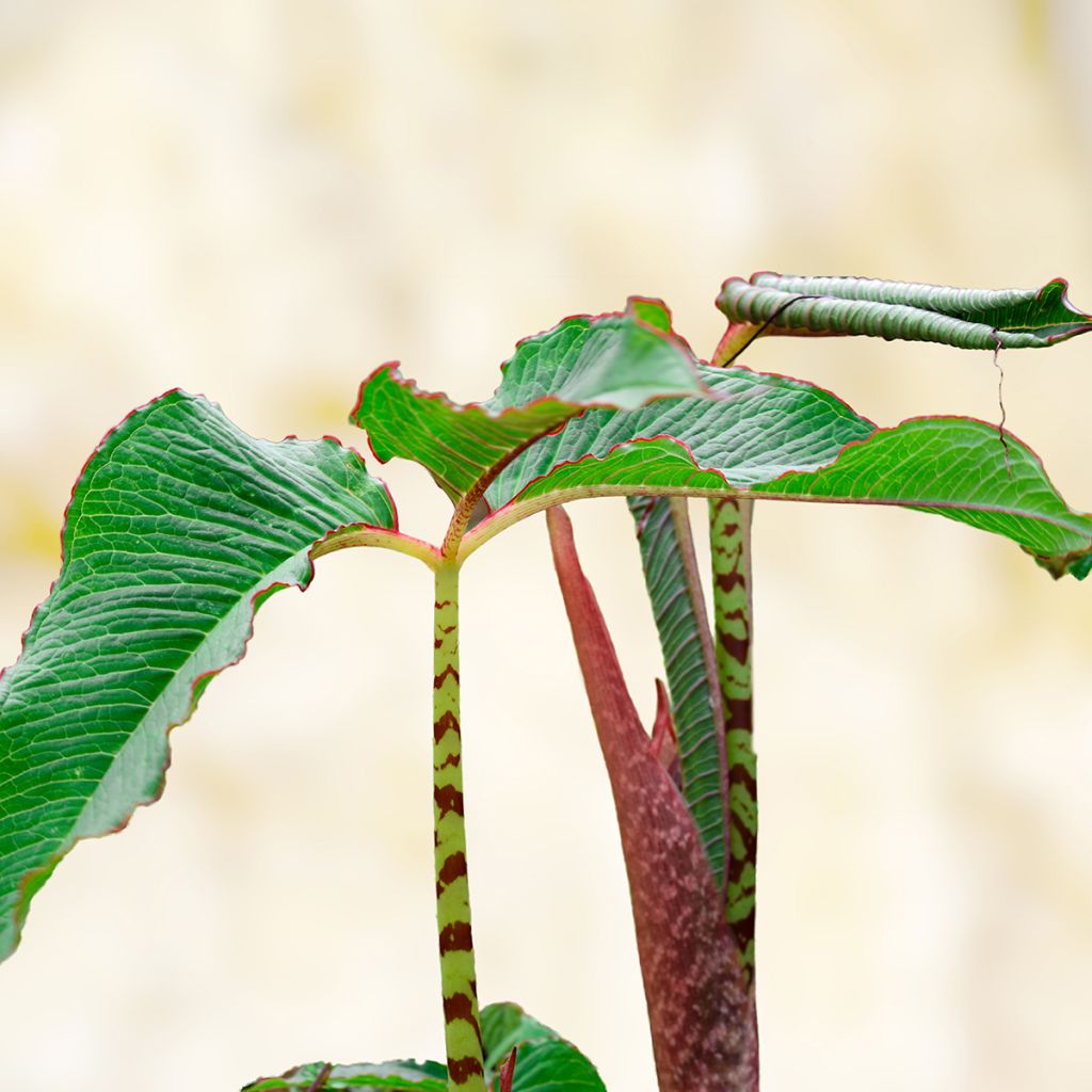Arisaema speciosum - Cobralelie