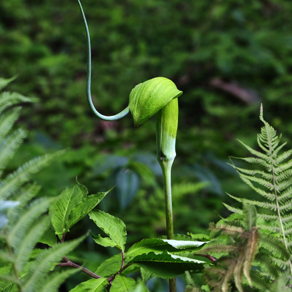 Arisaema tortuosum - Cobralelie