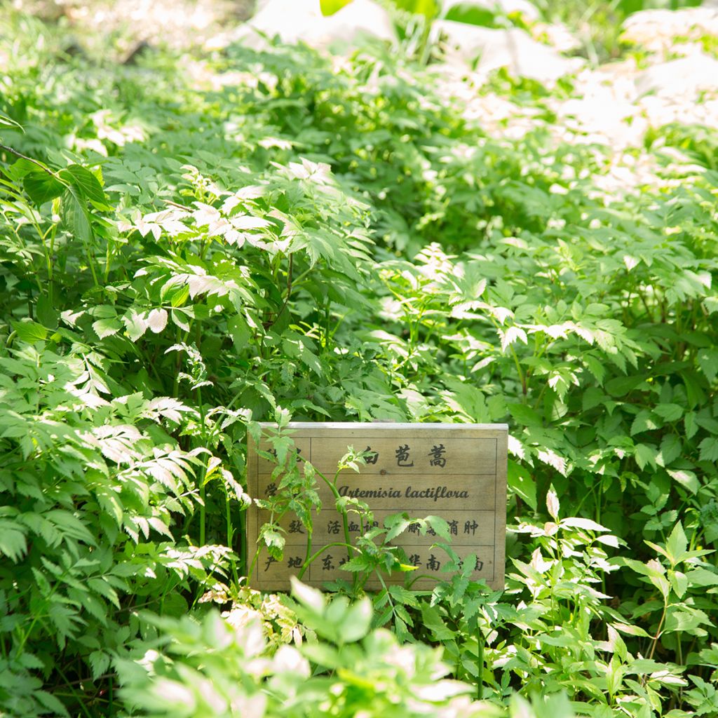 Artemisia lactiflora - Witte bijvoet