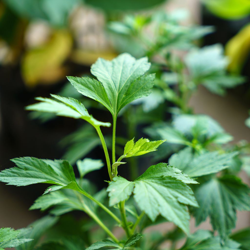 Artemisia lactiflora - Witte bijvoet