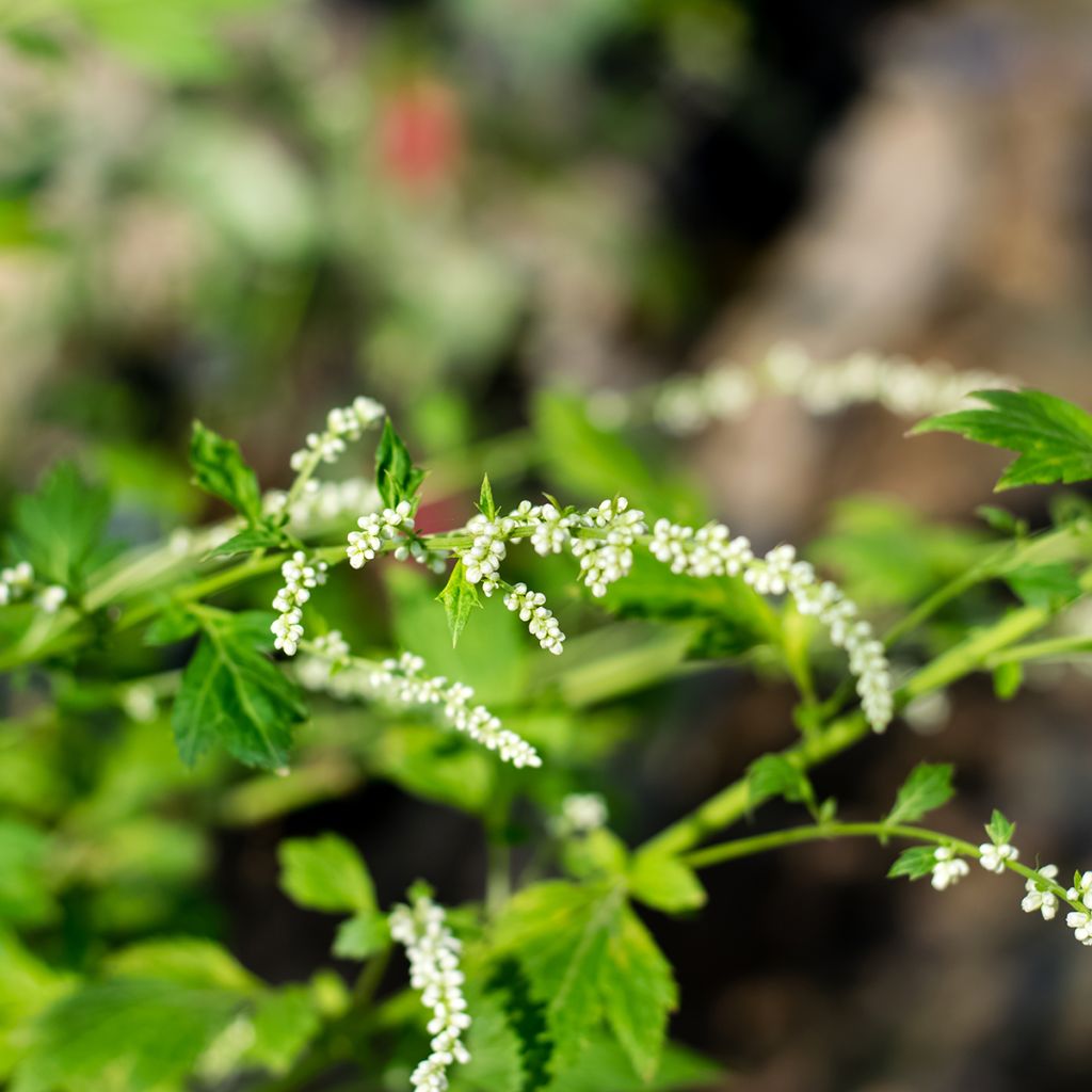 Artemisia lactiflora - Witte bijvoet