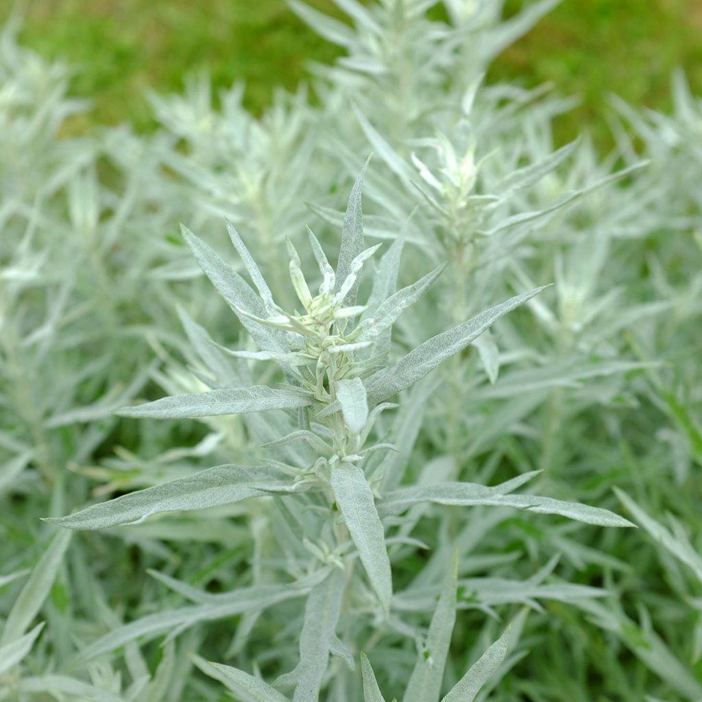 Artemisia ludoviciana Silver Queen - Westerse bijvoet