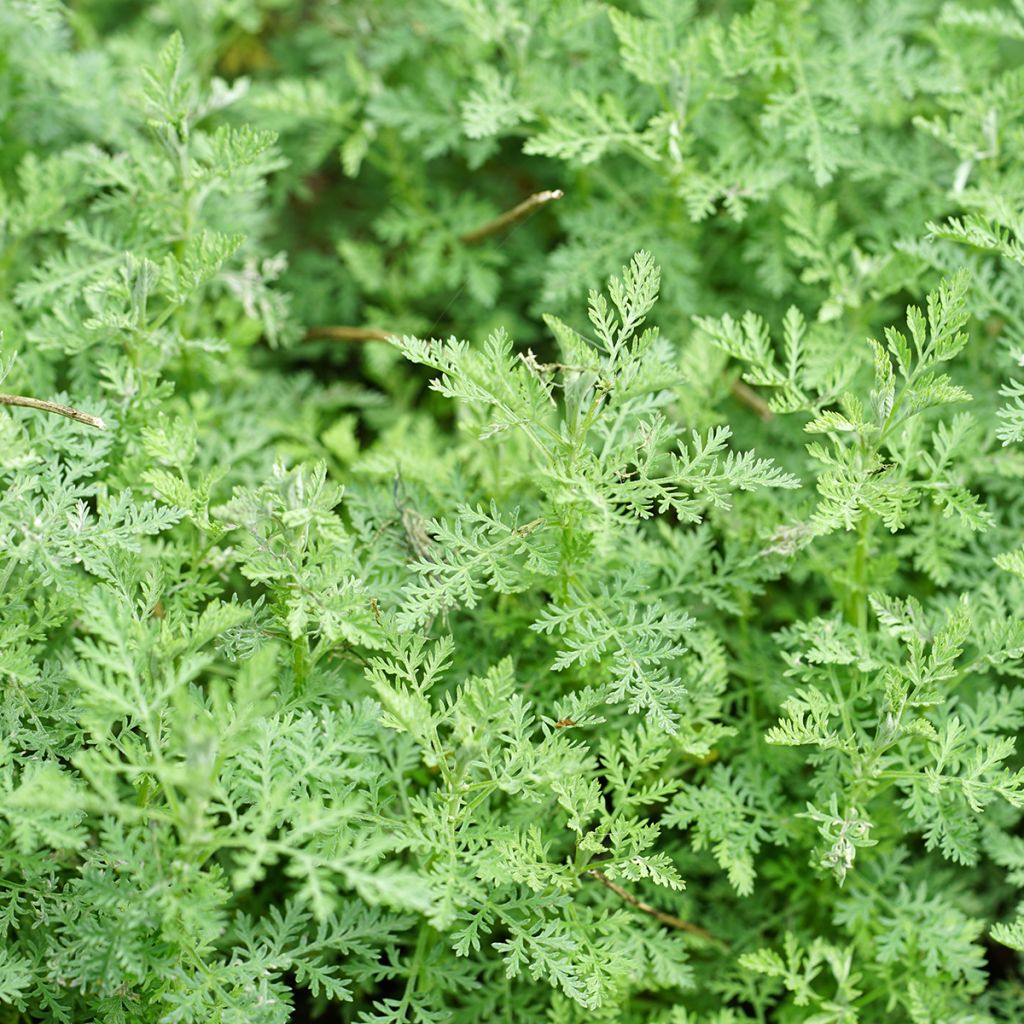 Artemisia pontica - Romeinse alant