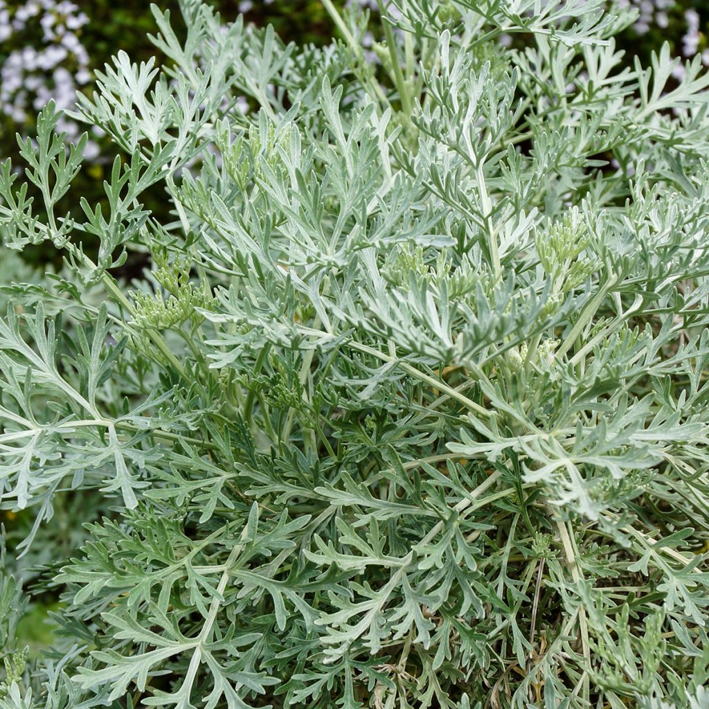 Artemisia arborescens Powis Castle - Alsem