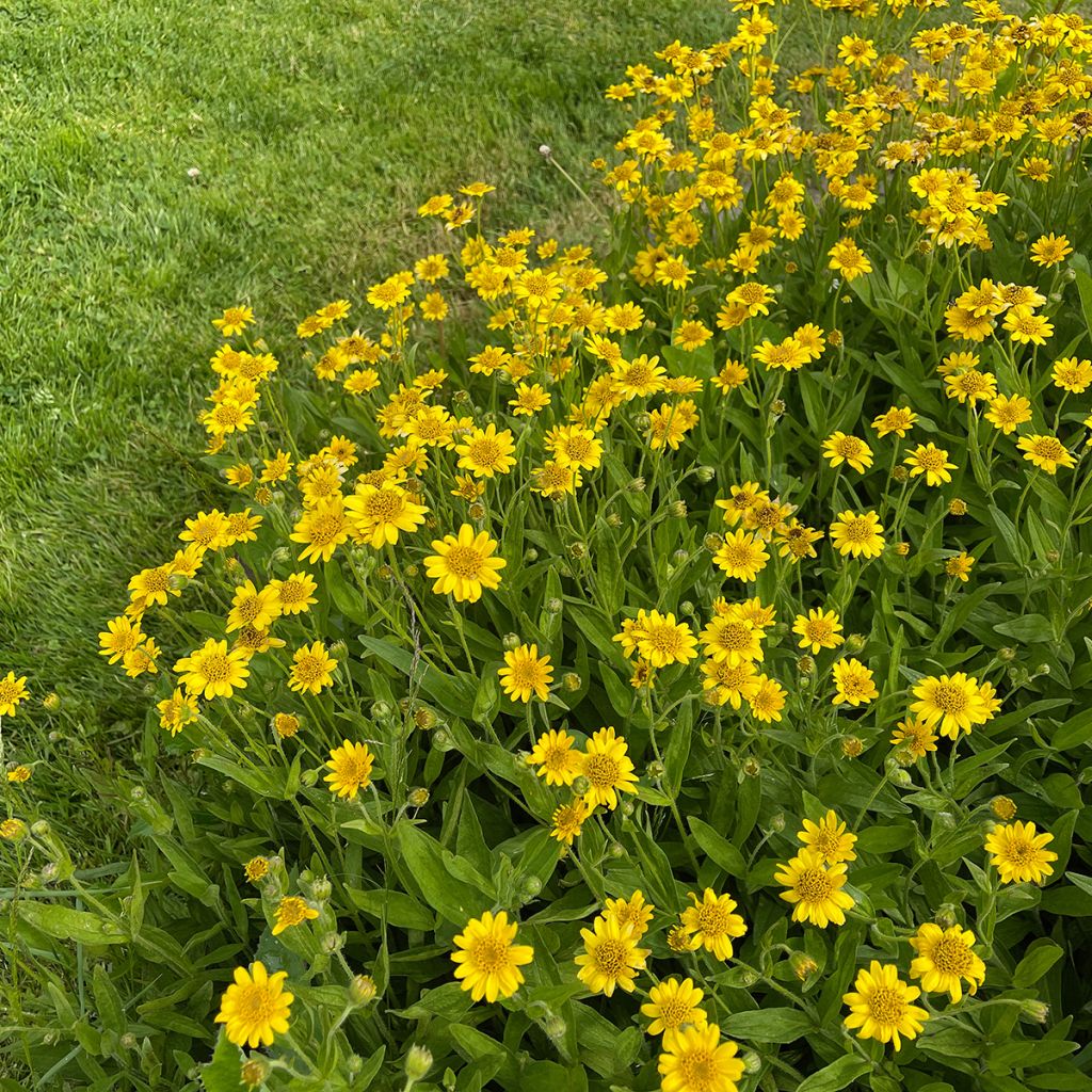 Arnica chamissonis - Valkruid
