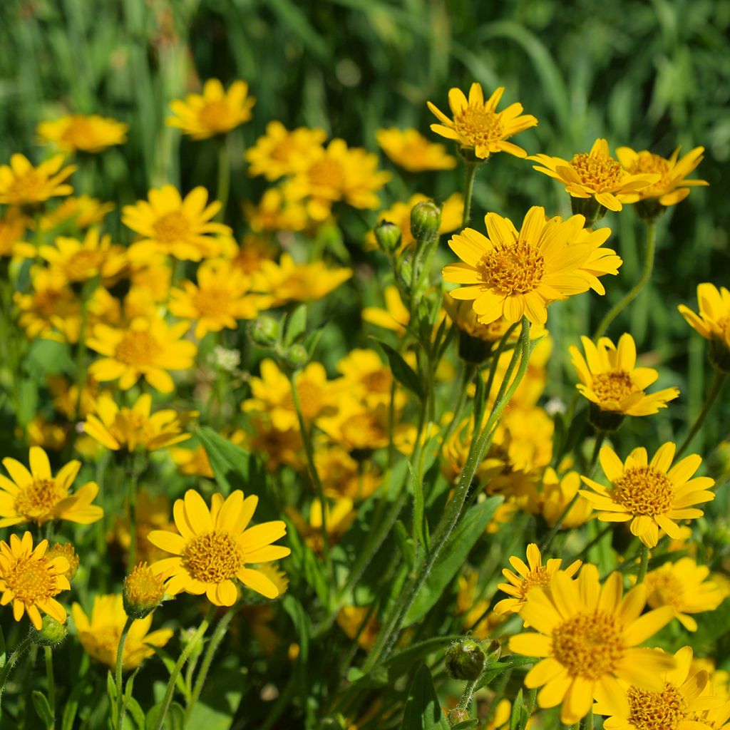 Valkruid - Arnica montana