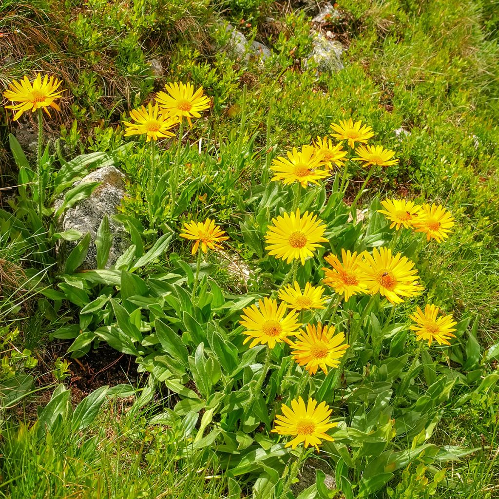 Valkruid - Arnica montana