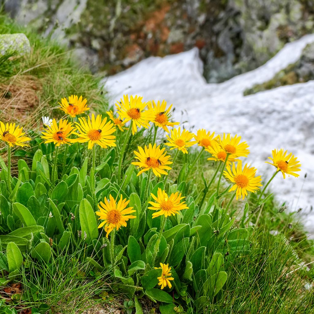 Valkruid - Arnica montana