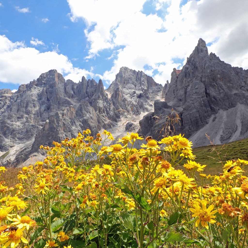 Valkruid - Arnica montana (zaden)