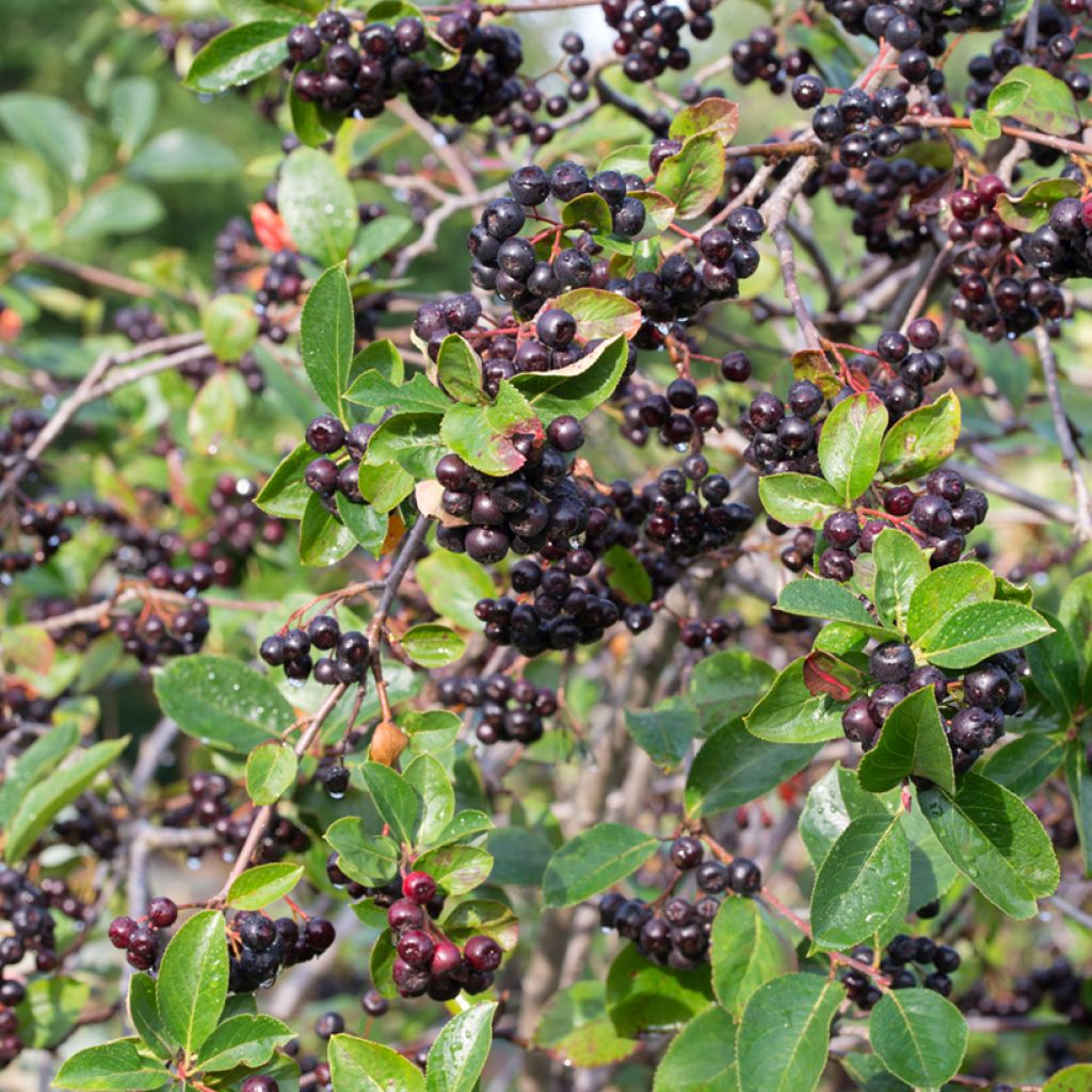 Aronia melanocarpa - Zwarte appelbes