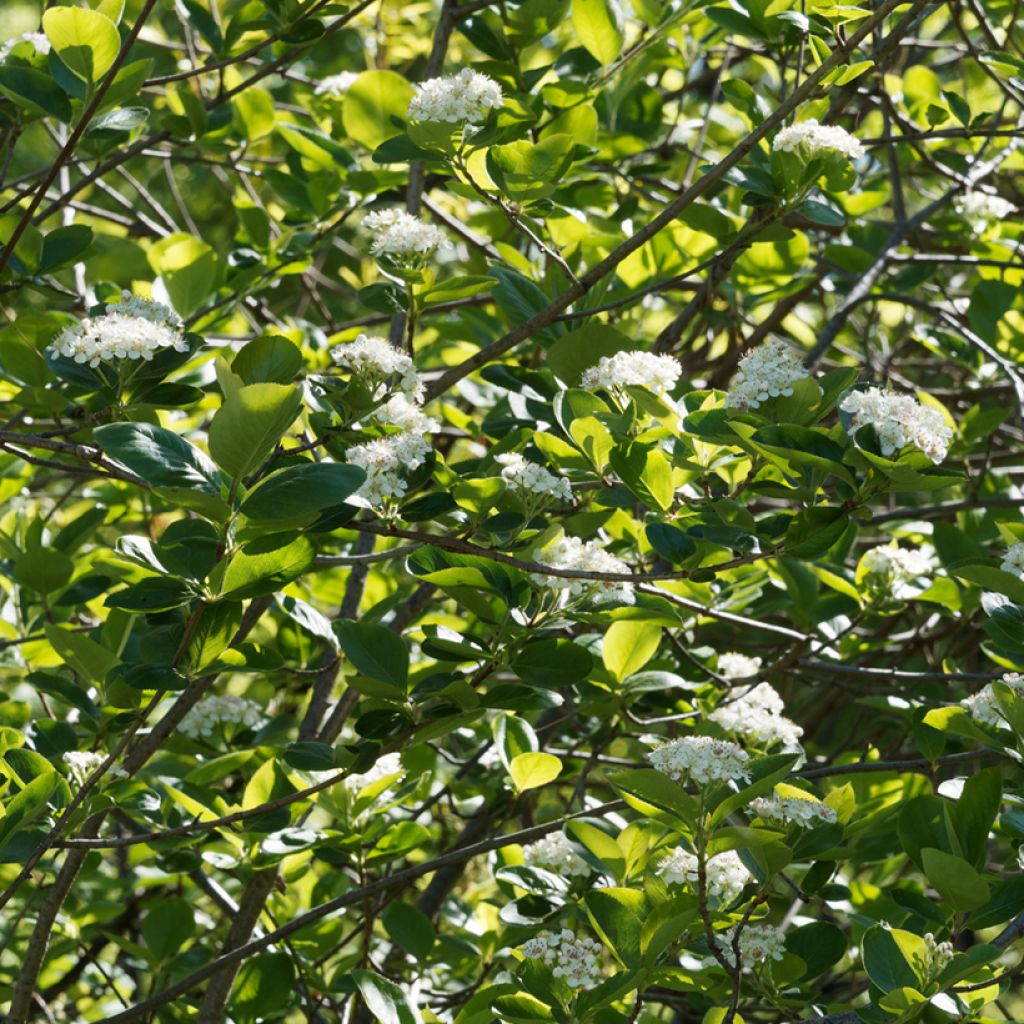 Aronia prunifolia Viking - Appelbes