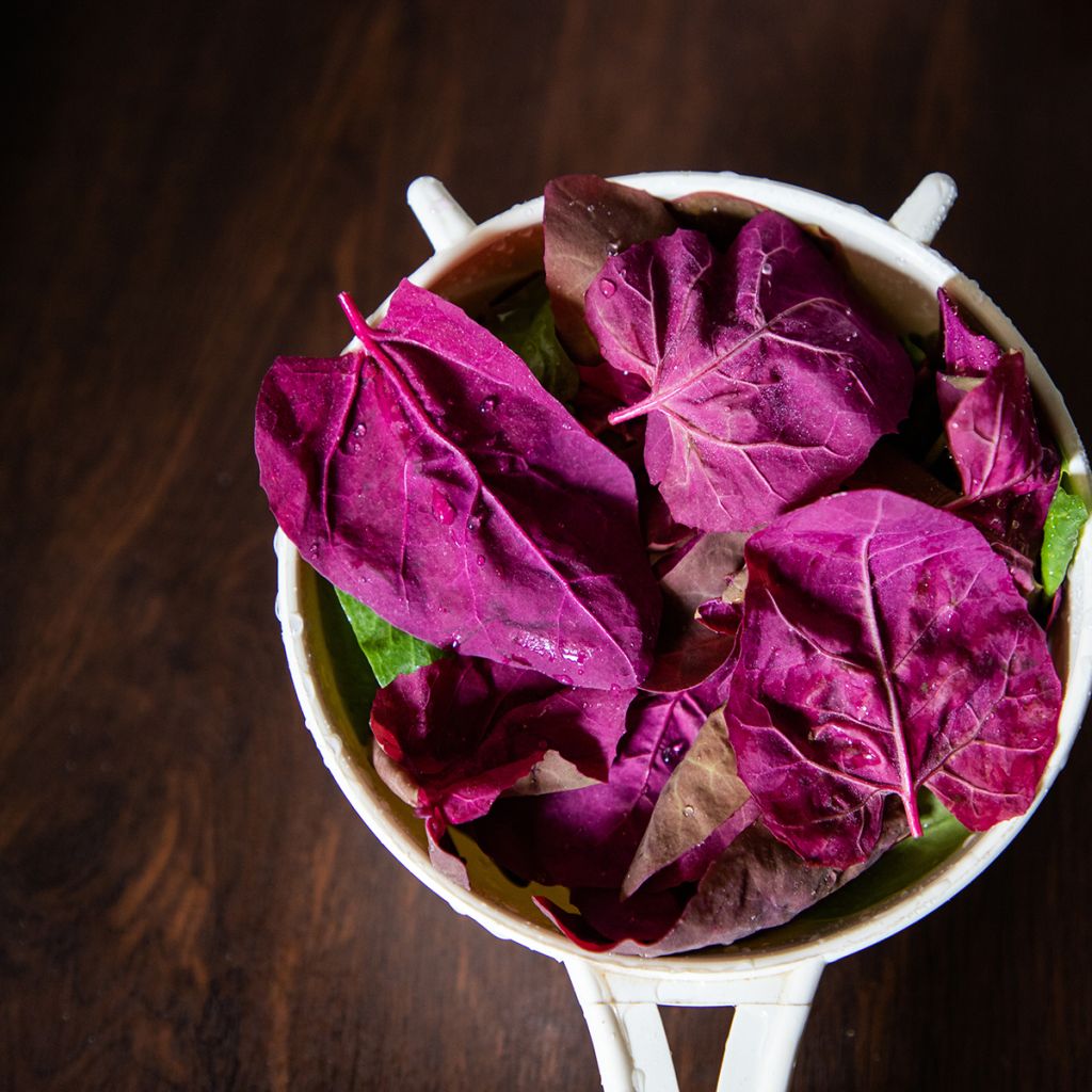 Tuinmelde - Atriplex hortensis