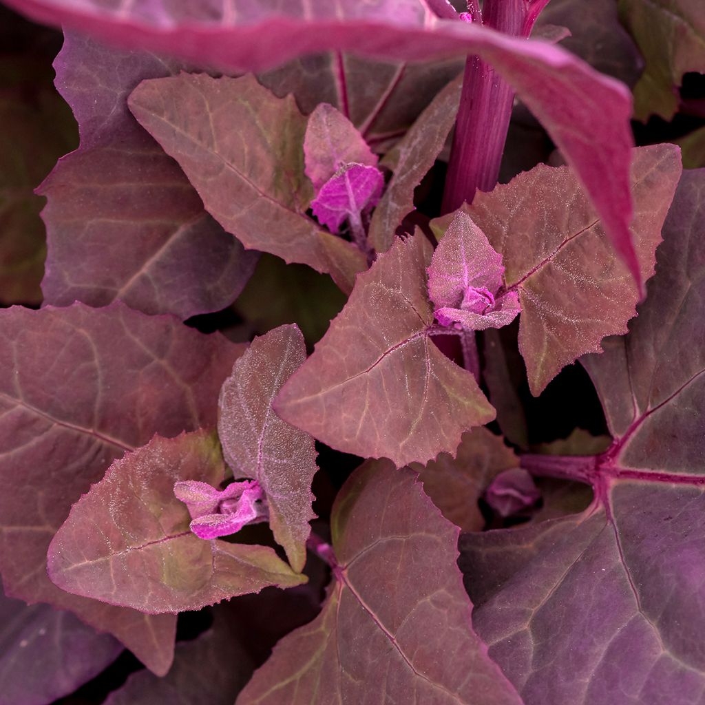 Tuinmelde - Atriplex hortensis