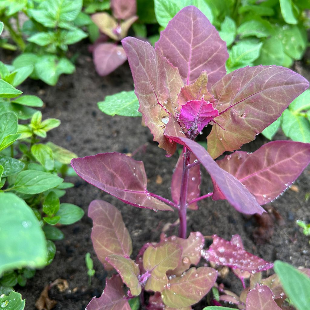Tuinmelde - Atriplex hortensis