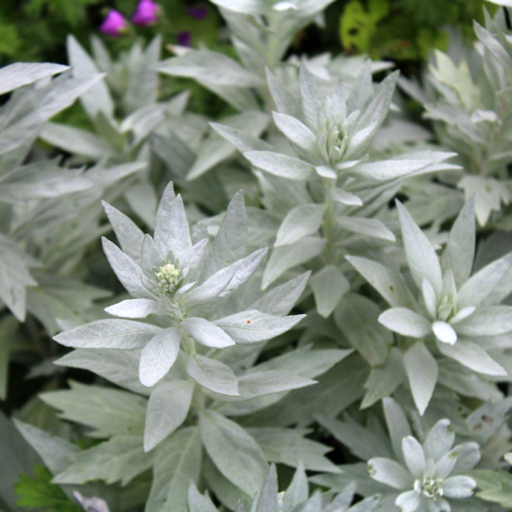 Artemisia ludoviciana Valerie Finnis - Westerse bijvoet