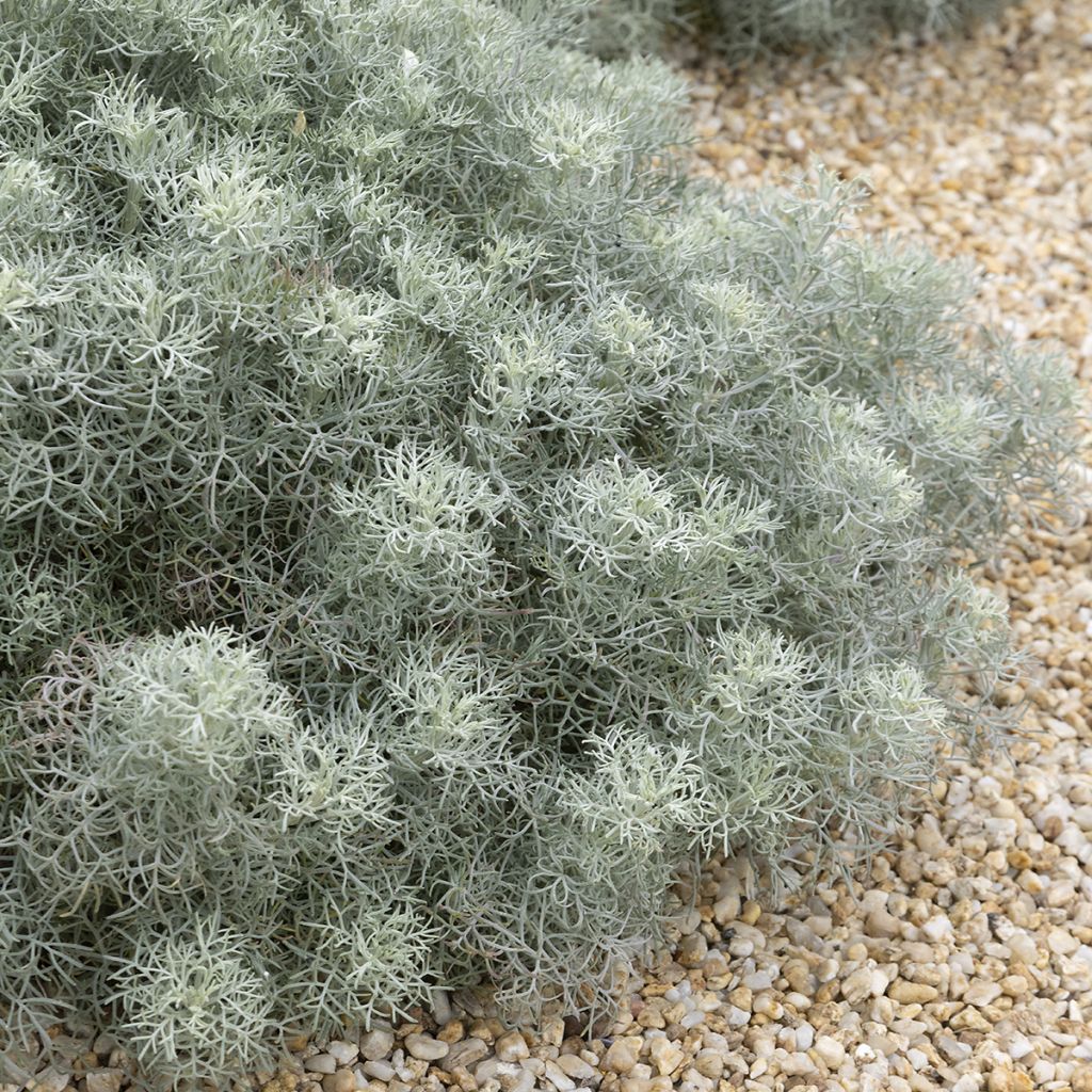 Artemisia alba Canescens - Alsem