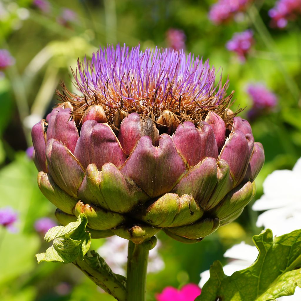 Artisjok Green Globe