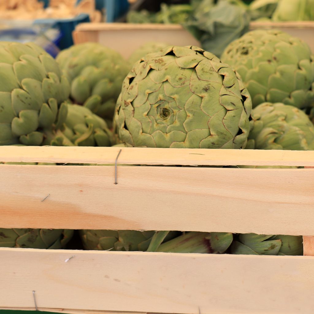 Artisjok Groene van de Provence