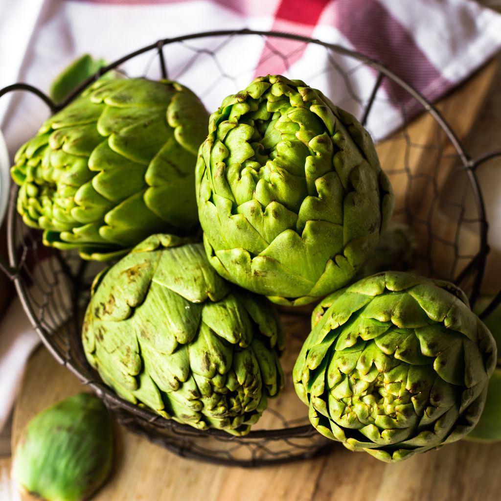 Artisjok Groene van de Provence