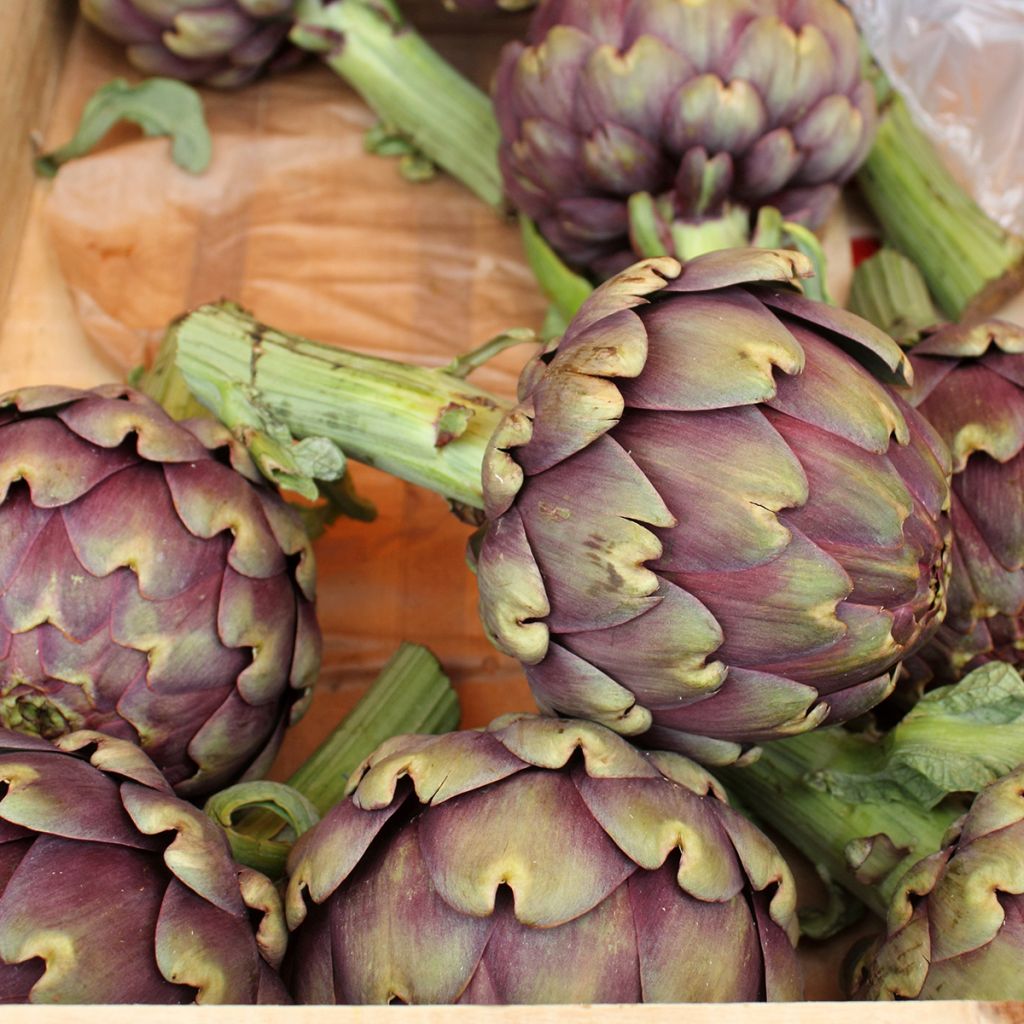 Artisjok Paarse van de Provence BIO - Ferme de Sainte Marthe
