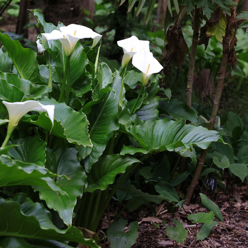 Zantedeschia aethiopica - Witte aronskelk