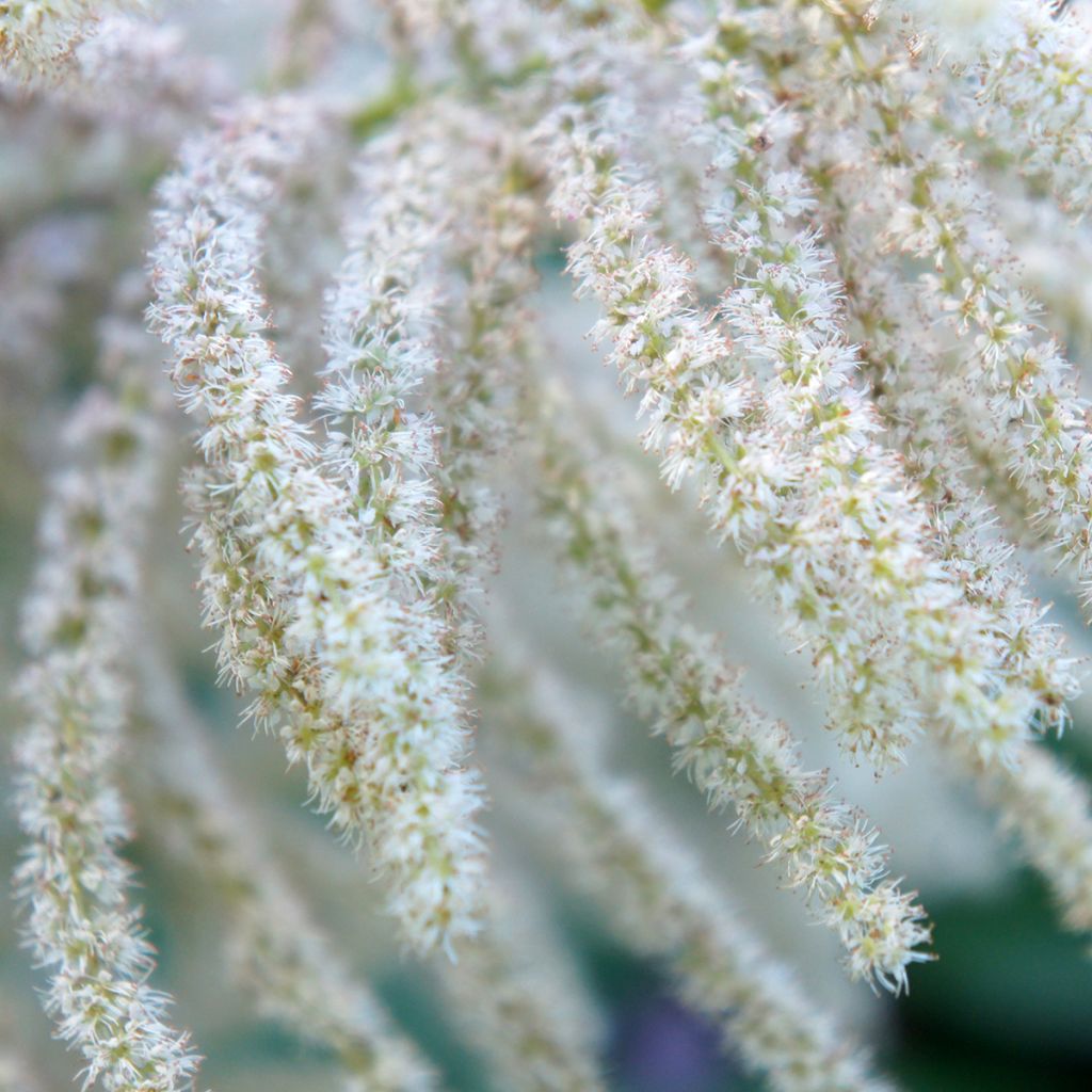 Aruncus sinensis Zweiweltenkind - Geitenbaard