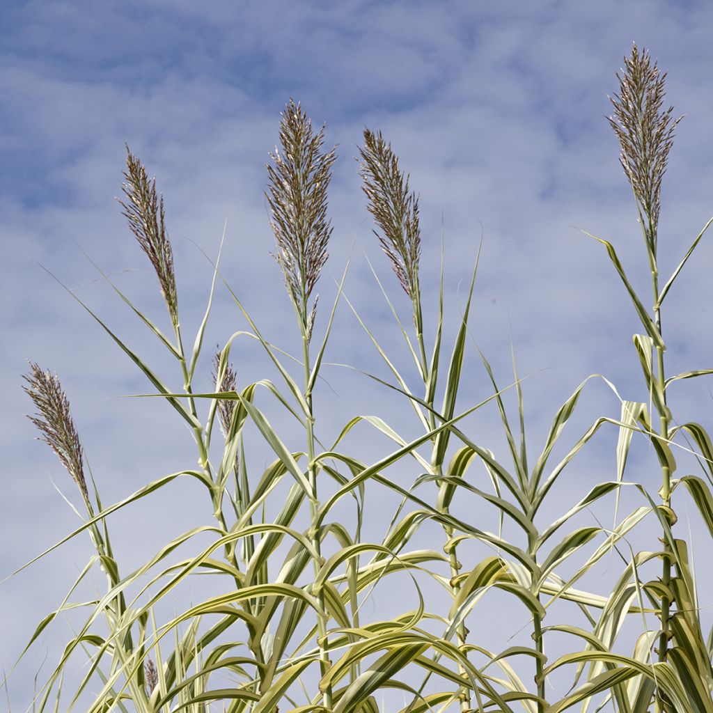 Arundo donax Aureovariegata - Reuzenriet