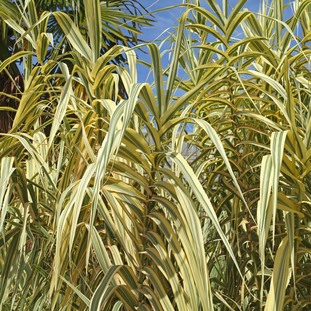 Arundo donax Aureovariegata - Reuzenriet