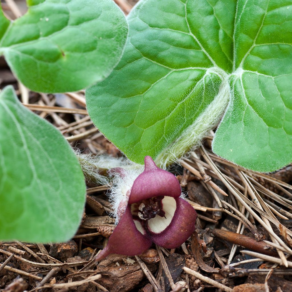 Asarum canadense - Canadese mansoor