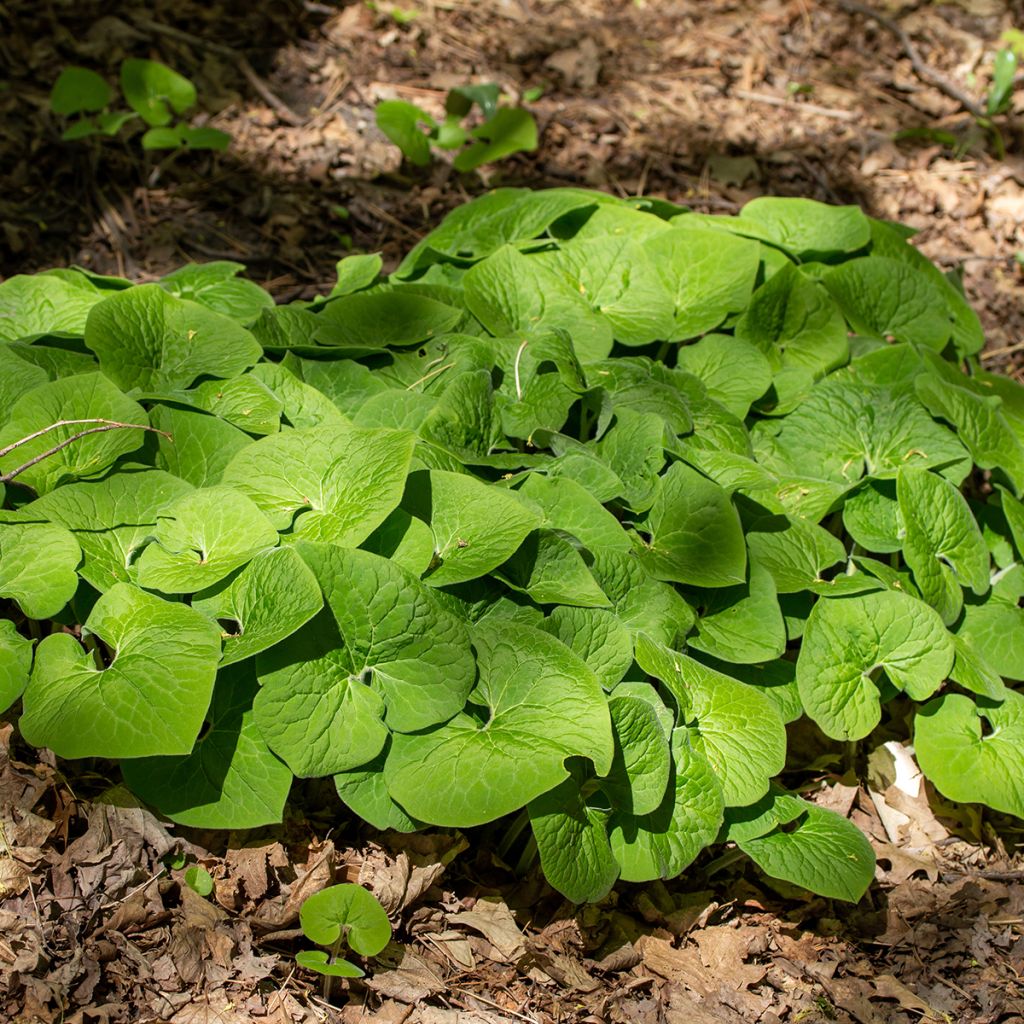 Asarum canadense - Canadese mansoor