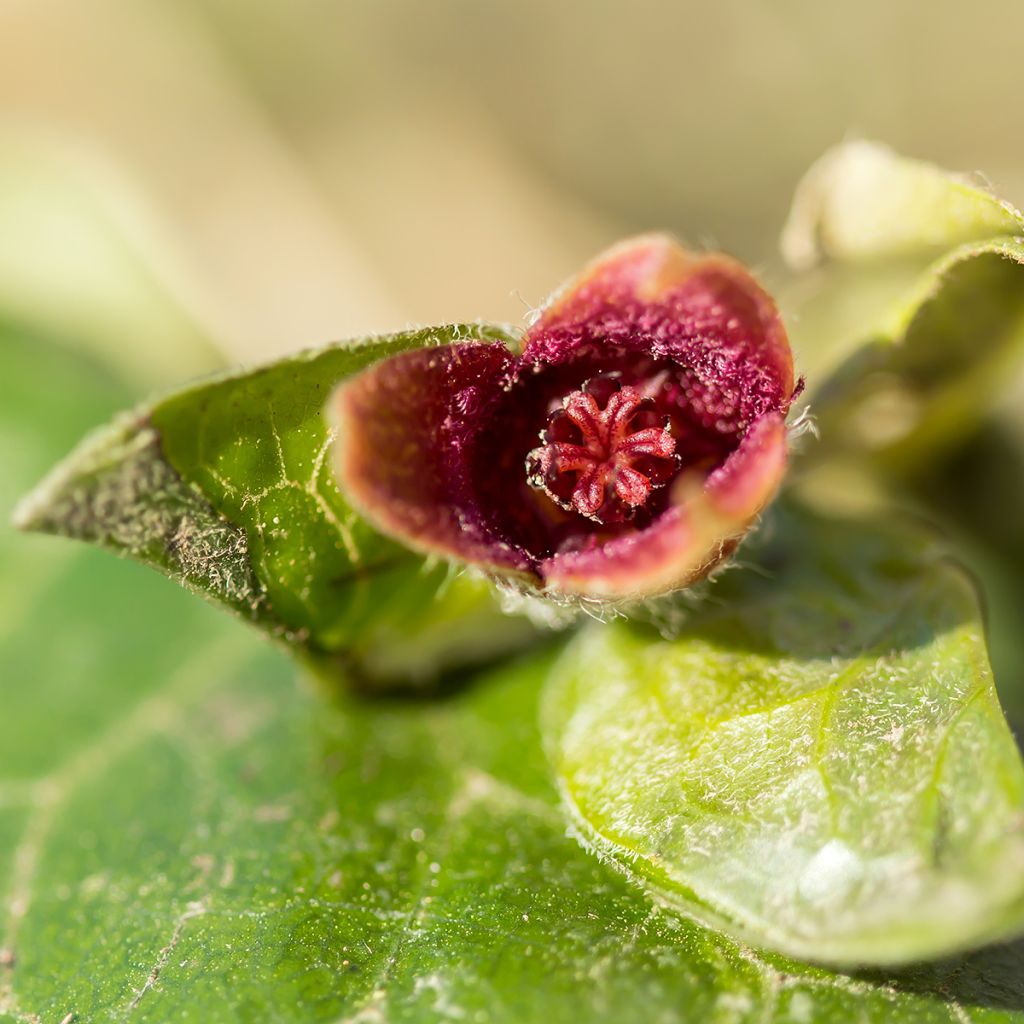 Asarum europaeum - Mansoor