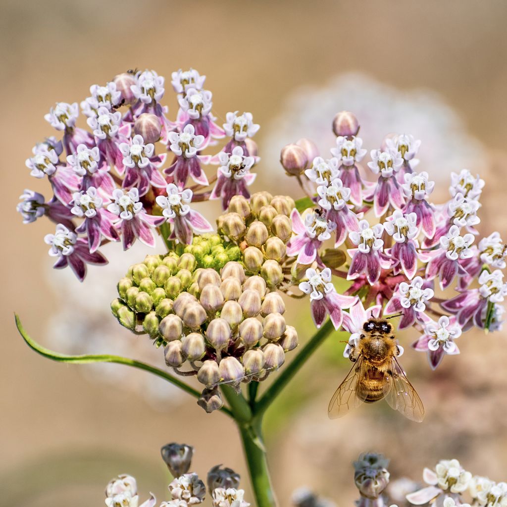 Asclepias fascicularis - slanke zijdeplant