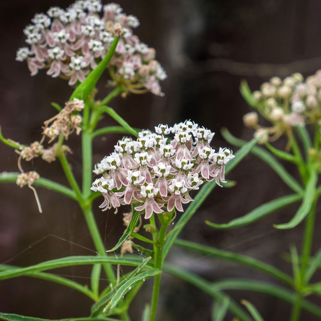 Asclepias fascicularis - slanke zijdeplant