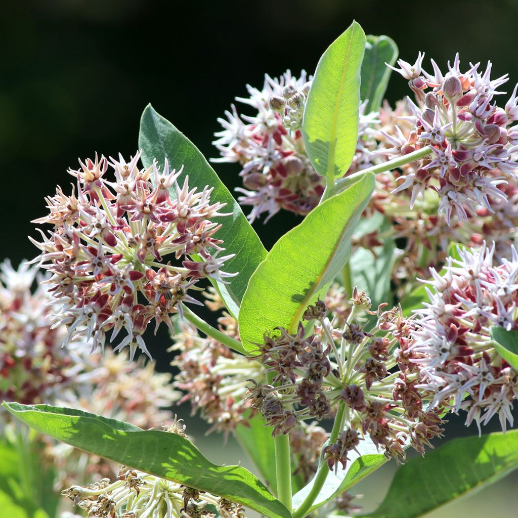 Asclepias speciosa - Zijdeplant