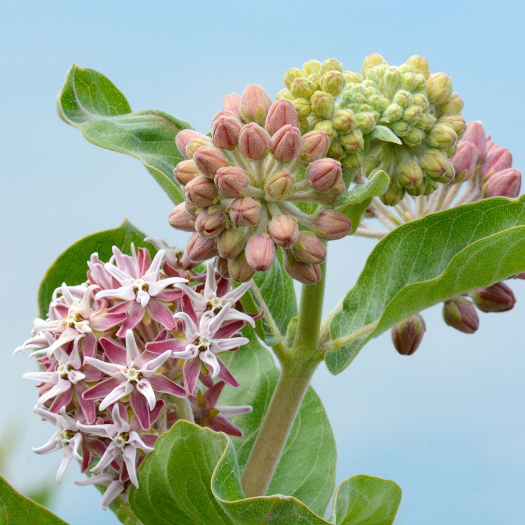 Asclepias speciosa - Zijdeplant