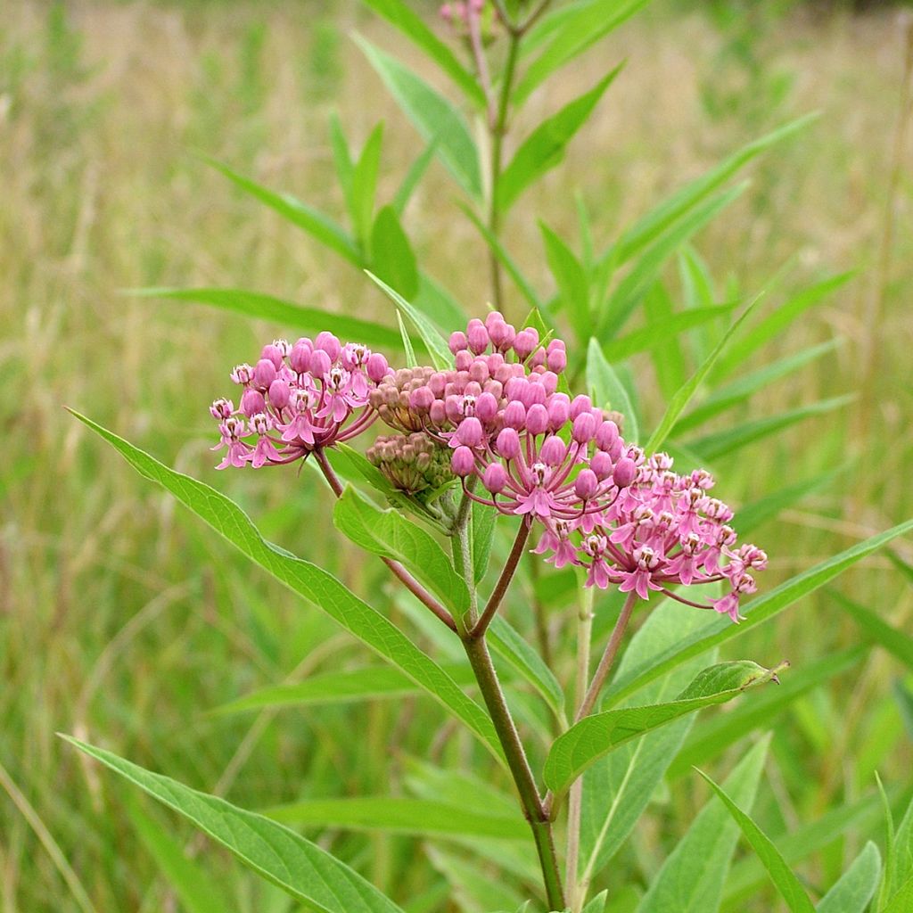 Asclepias incarnata - Rode zijdeplant