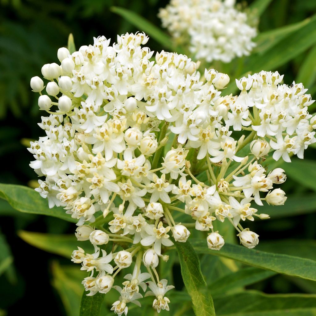 Asclepias incarnata Ice Ballet - zijdeplant rood