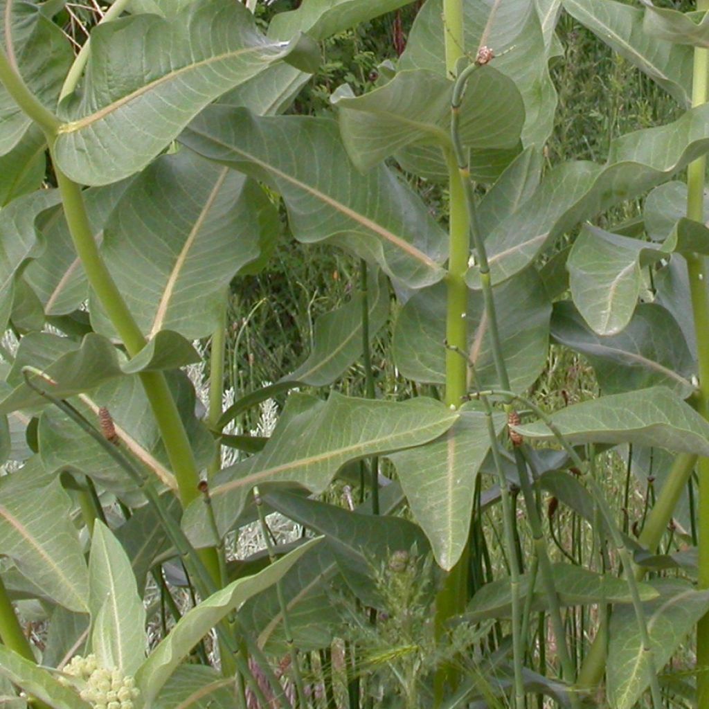 Asclépiade, Asclepias speciosa