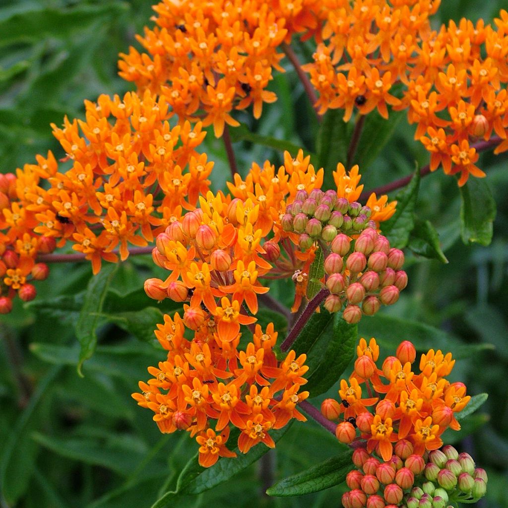 Asclepias tuberosa - Knolzijdeplant
