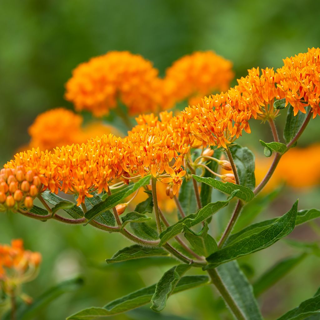Asclepias tuberosa - Knolzijdeplant