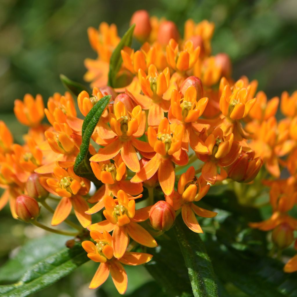 Asclepias tuberosa - Knolzijdeplant