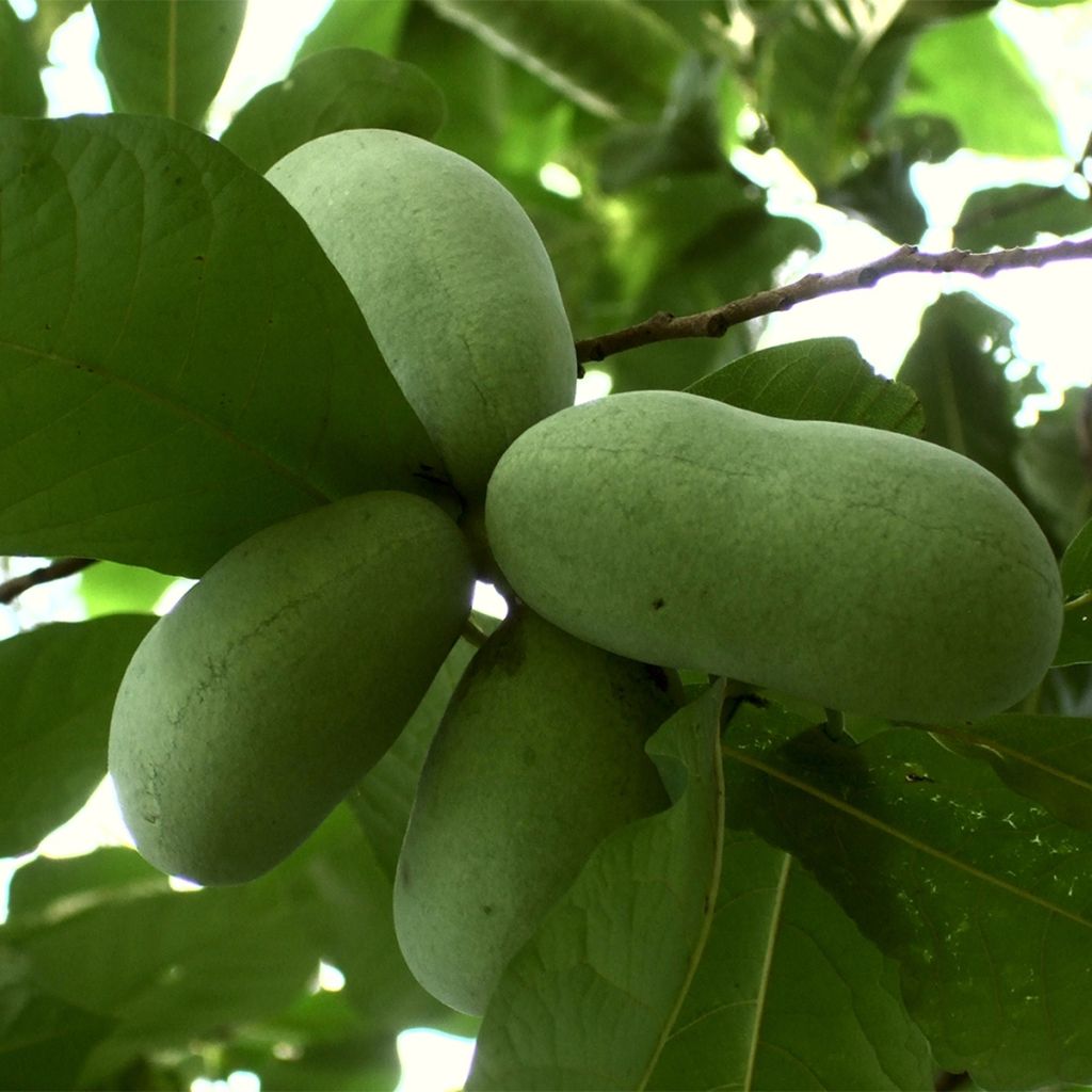 Pawpaw Overleese - Asimina triloba