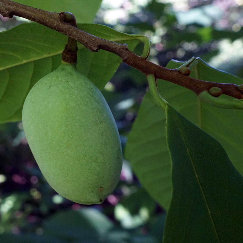 Pawpaw Overleese - Asimina triloba