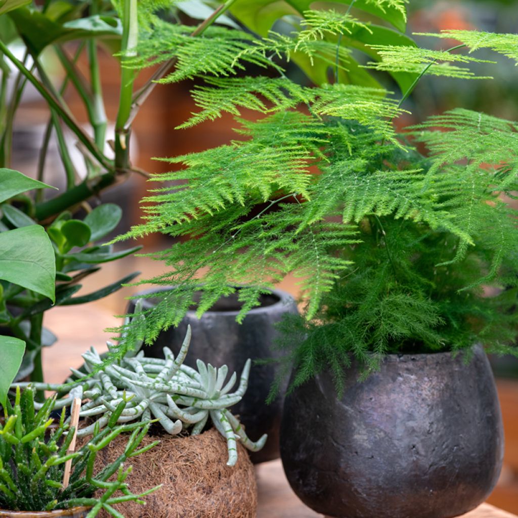 Asparagus plumosus - Aspergevaren