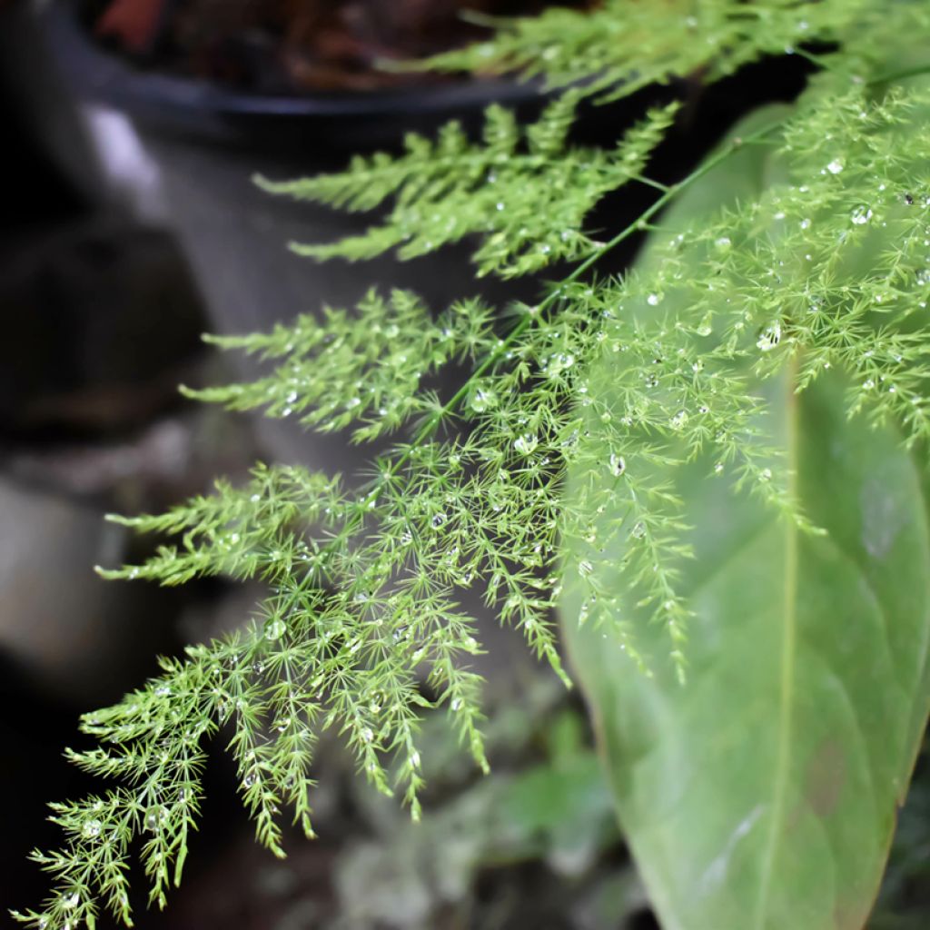 Asparagus plumosus - Aspergevaren