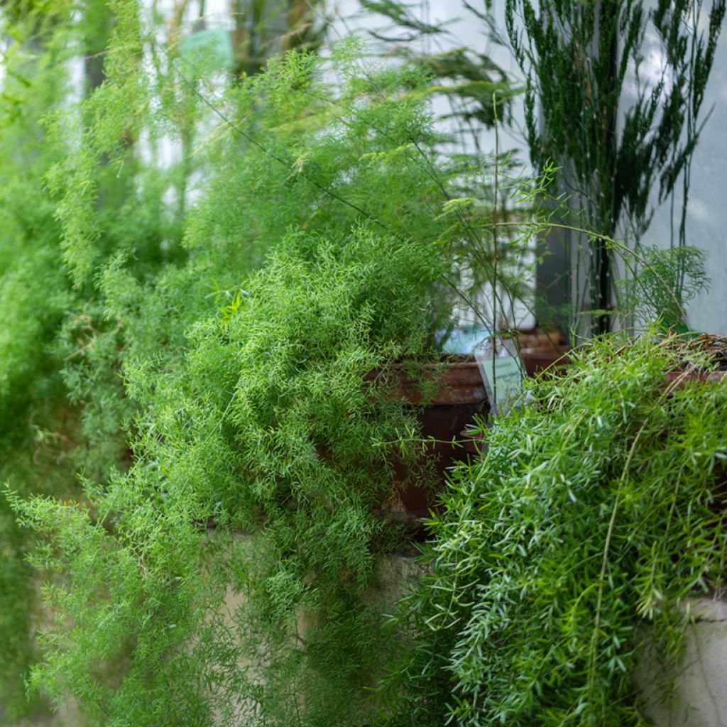 Asparagus sprengeri - Sierasperge