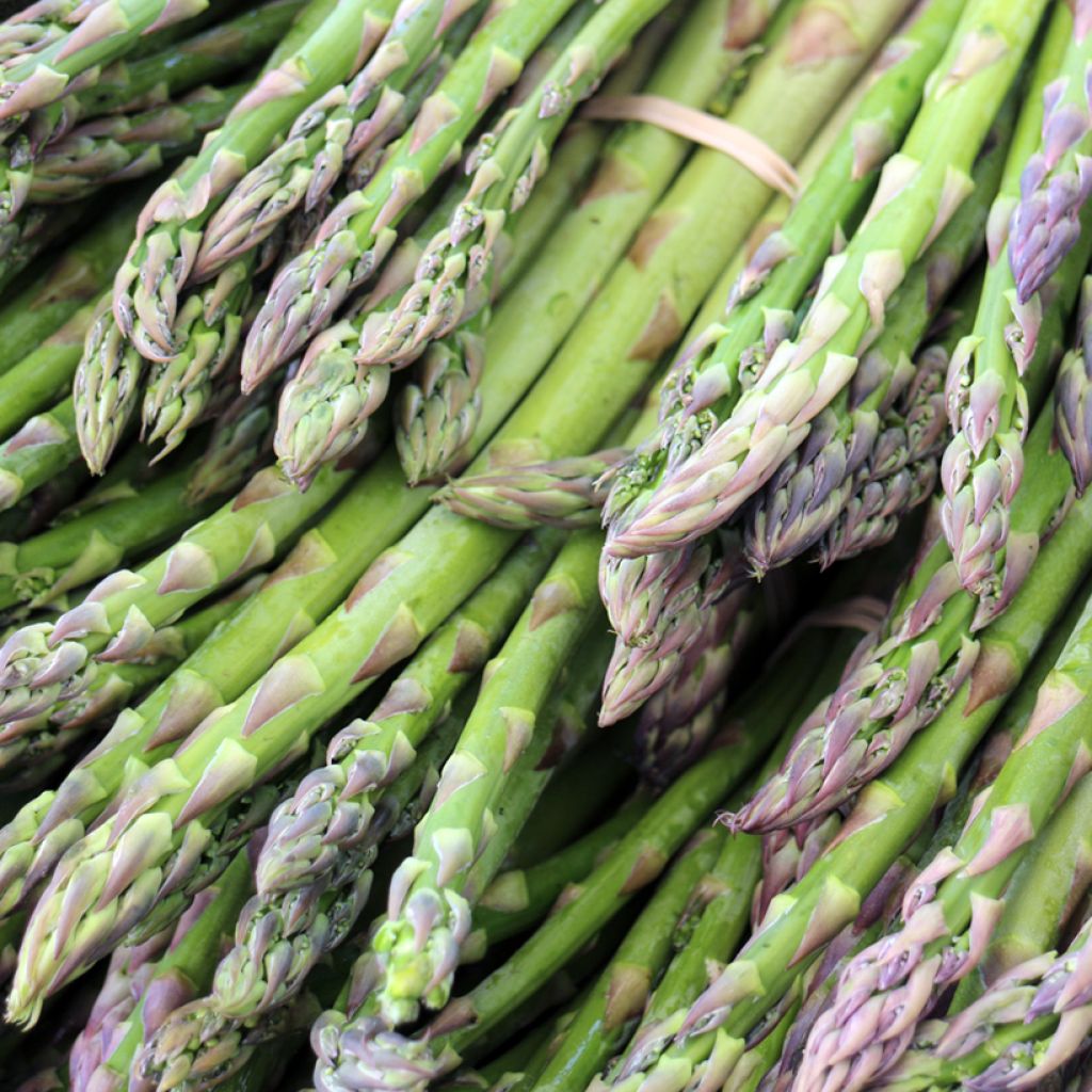 Asperge Lima Verte (klauwen)